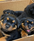 Cutest Rottweiler puppies